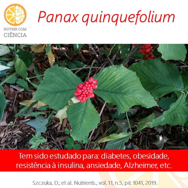 Panax quinquefolium