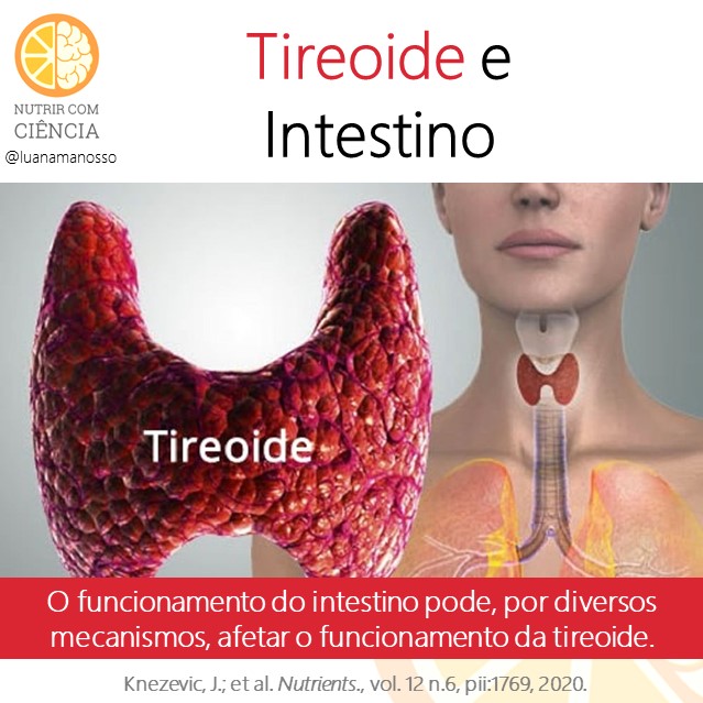 Post 409 - tireoide e intestino site