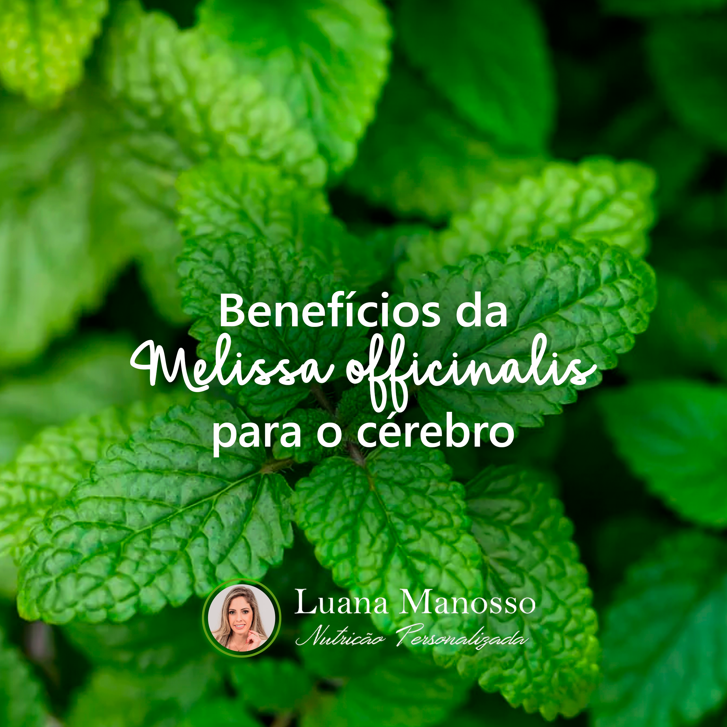 Benefícios da MELISSA OFFICINALIS para o cérebro